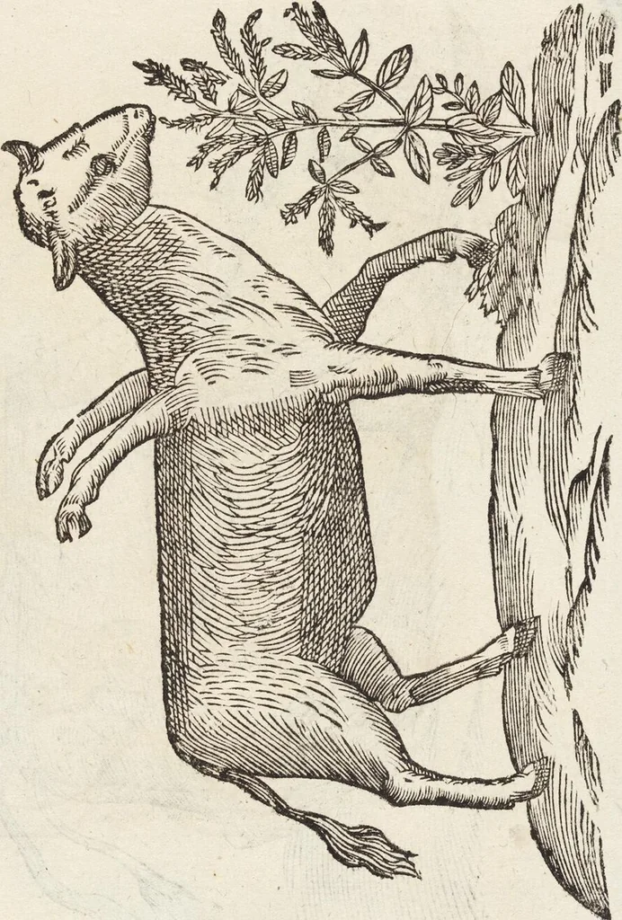 An illustration from Vlyssis Aldrovandi Patricii Bononiensis Monstrorvm Historia: cum Indice copiosissimo, 1642, leaf 559