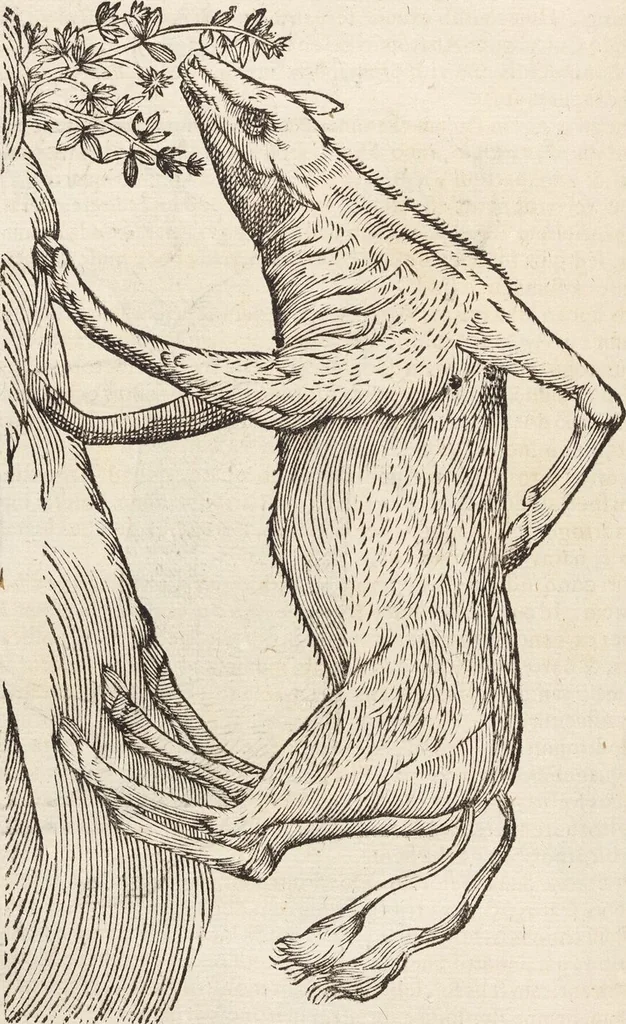An illustration from Vlyssis Aldrovandi Patricii Bononiensis Monstrorvm Historia: cum Indice copiosissimo, 1642, leaf 560