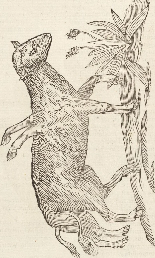 An illustration from Vlyssis Aldrovandi Patricii Bononiensis Monstrorvm Historia: cum Indice copiosissimo, 1642, leaf 562
