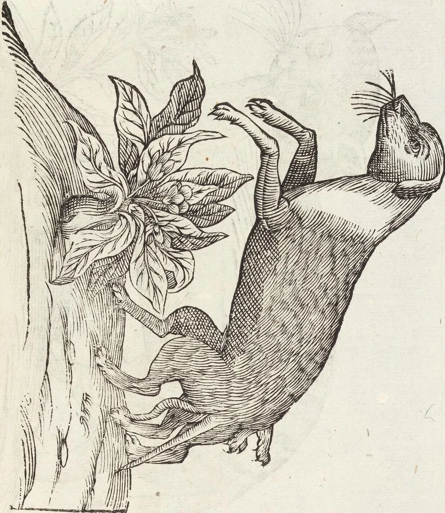 An illustration from Vlyssis Aldrovandi Patricii Bononiensis Monstrorvm Historia: cum Indice copiosissimo, 1642, leaf 563