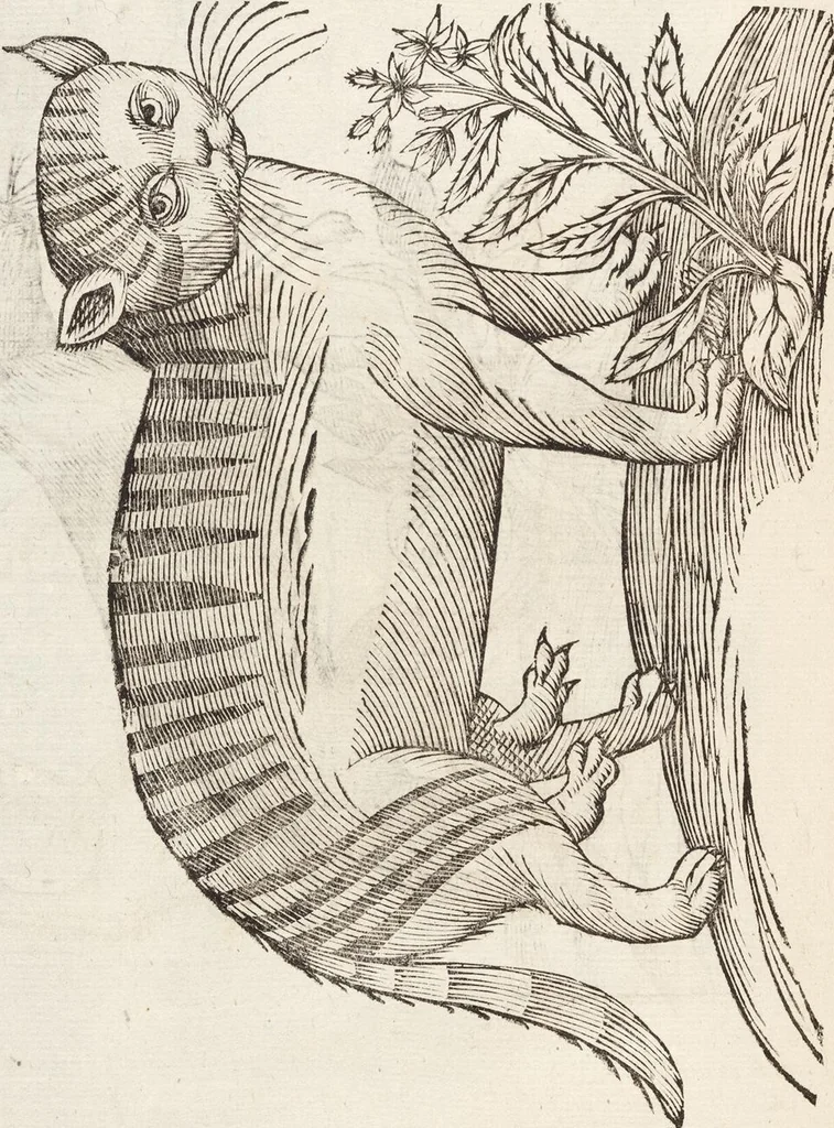 An illustration from Vlyssis Aldrovandi Patricii Bononiensis Monstrorvm Historia: cum Indice copiosissimo, 1642, leaf 564