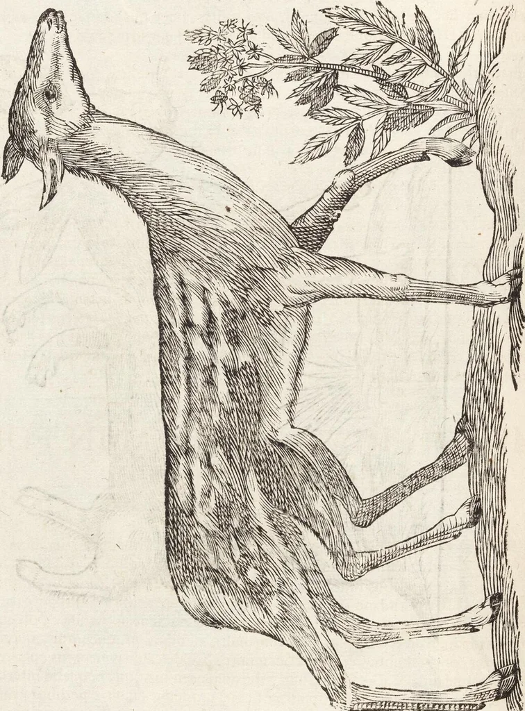 An illustration from Vlyssis Aldrovandi Patricii Bononiensis Monstrorvm Historia: cum Indice copiosissimo, 1642, leaf 566
