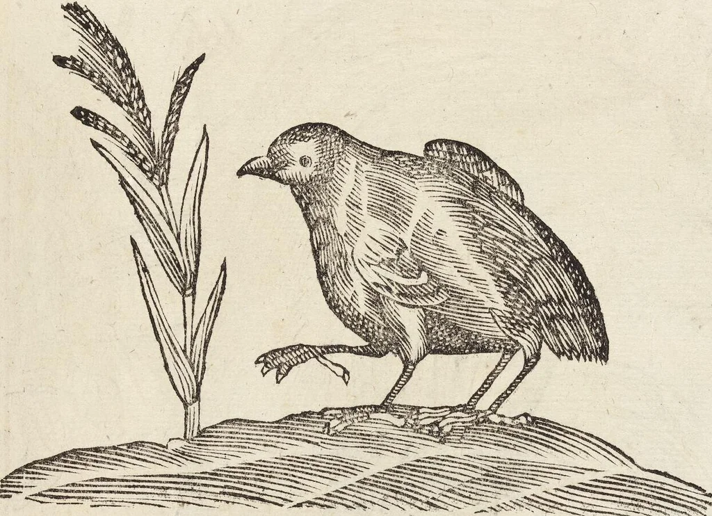An illustration from Vlyssis Aldrovandi Patricii Bononiensis Monstrorvm Historia: cum Indice copiosissimo, 1642, leaf 569