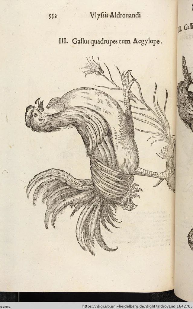 An illustration from Vlyssis Aldrovandi Patricii Bononiensis Monstrorvm Historia: cum Indice copiosissimo, 1642, leaf 570