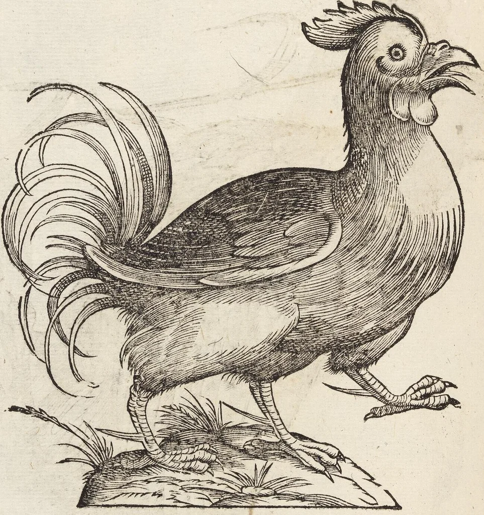 An illustration from Vlyssis Aldrovandi Patricii Bononiensis Monstrorvm Historia: cum Indice copiosissimo, 1642, leaf 572
