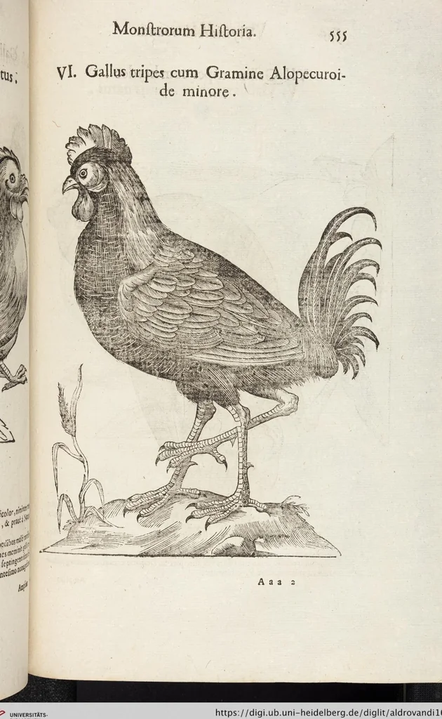 An illustration from Vlyssis Aldrovandi Patricii Bononiensis Monstrorvm Historia: cum Indice copiosissimo, 1642, leaf 573