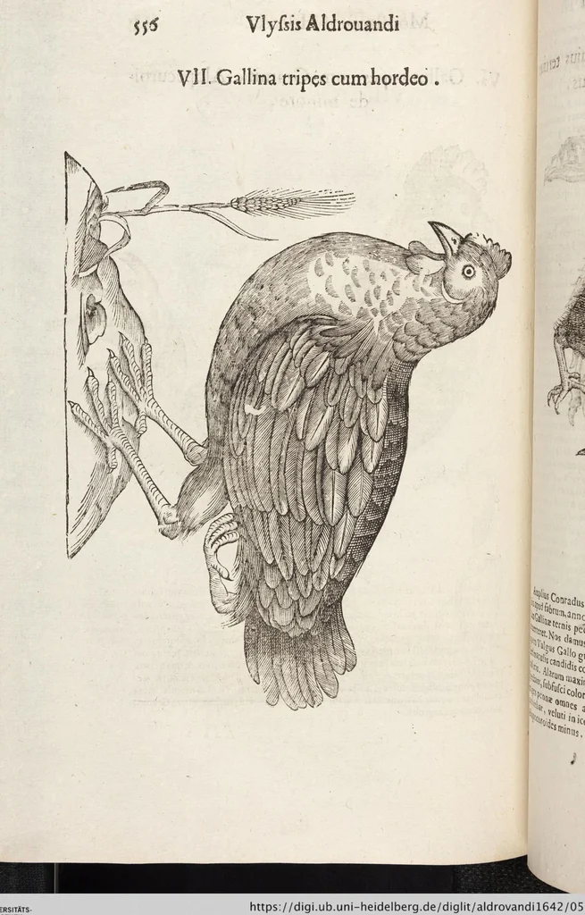 An illustration from Vlyssis Aldrovandi Patricii Bononiensis Monstrorvm Historia: cum Indice copiosissimo, 1642, leaf 574