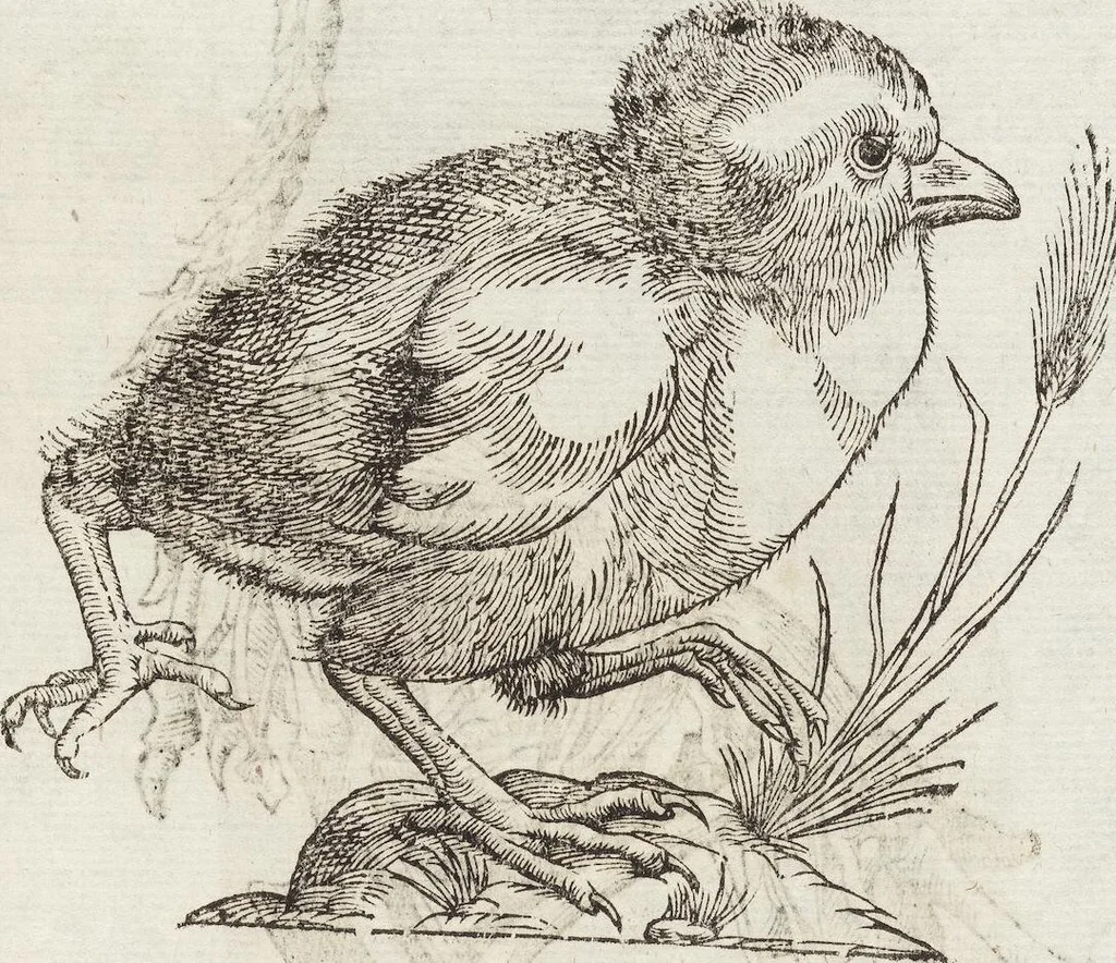 An illustration from Vlyssis Aldrovandi Patricii Bononiensis Monstrorvm Historia: cum Indice copiosissimo, 1642, leaf 575