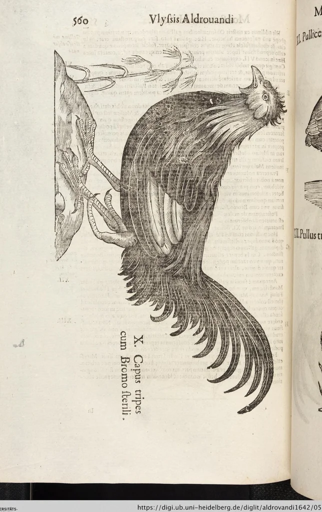 An illustration from Vlyssis Aldrovandi Patricii Bononiensis Monstrorvm Historia: cum Indice copiosissimo, 1642, leaf 578