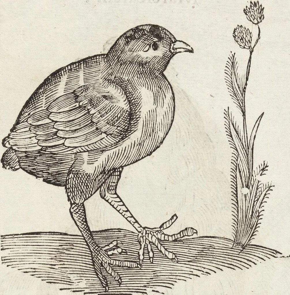An illustration from Vlyssis Aldrovandi Patricii Bononiensis Monstrorvm Historia: cum Indice copiosissimo, 1642, leaf 579