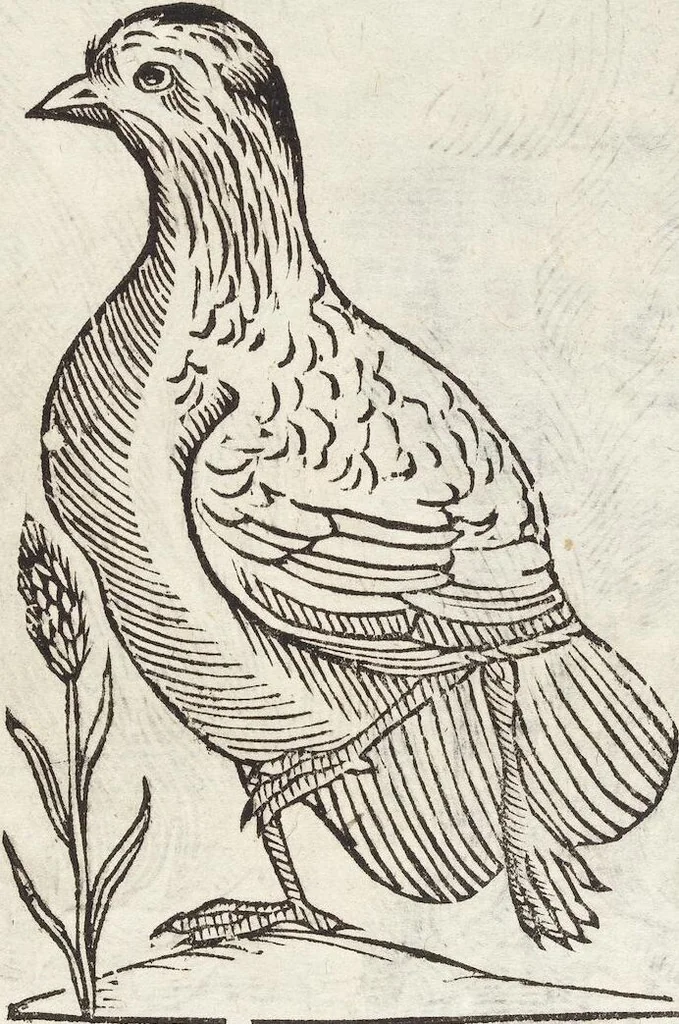 An illustration from Vlyssis Aldrovandi Patricii Bononiensis Monstrorvm Historia: cum Indice copiosissimo, 1642, leaf 579
