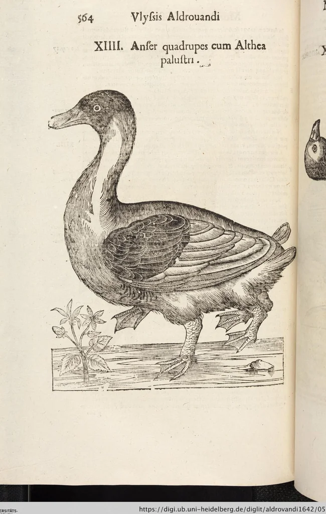 An illustration from Vlyssis Aldrovandi Patricii Bononiensis Monstrorvm Historia: cum Indice copiosissimo, 1642, leaf 582