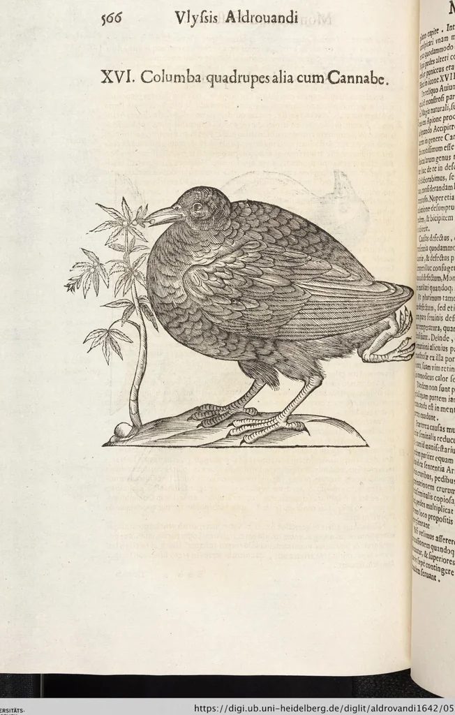 An illustration from Vlyssis Aldrovandi Patricii Bononiensis Monstrorvm Historia: cum Indice copiosissimo, 1642, leaf 584
