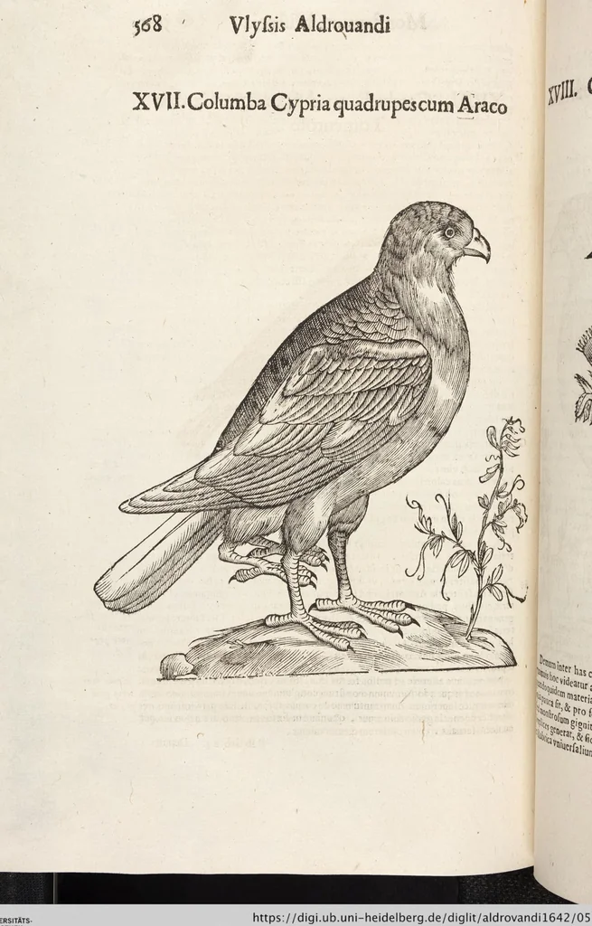 An illustration from Vlyssis Aldrovandi Patricii Bononiensis Monstrorvm Historia: cum Indice copiosissimo, 1642, leaf 586