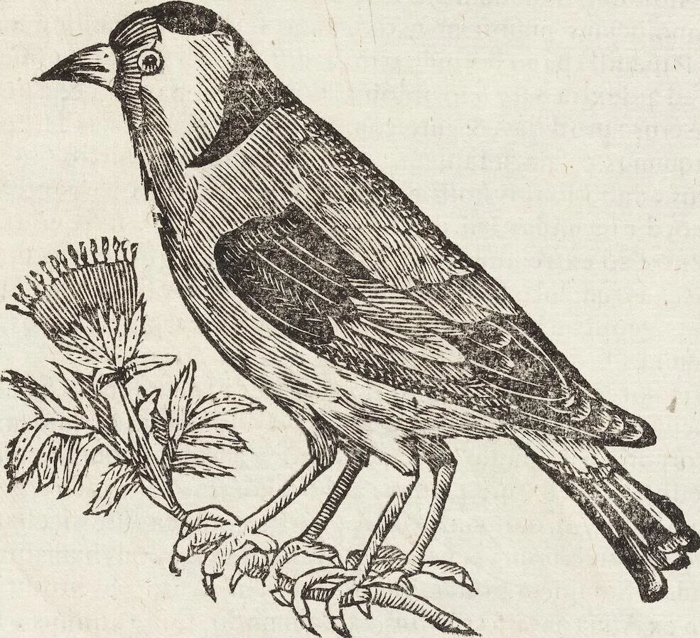 An illustration from Vlyssis Aldrovandi Patricii Bononiensis Monstrorvm Historia: cum Indice copiosissimo, 1642, leaf 587