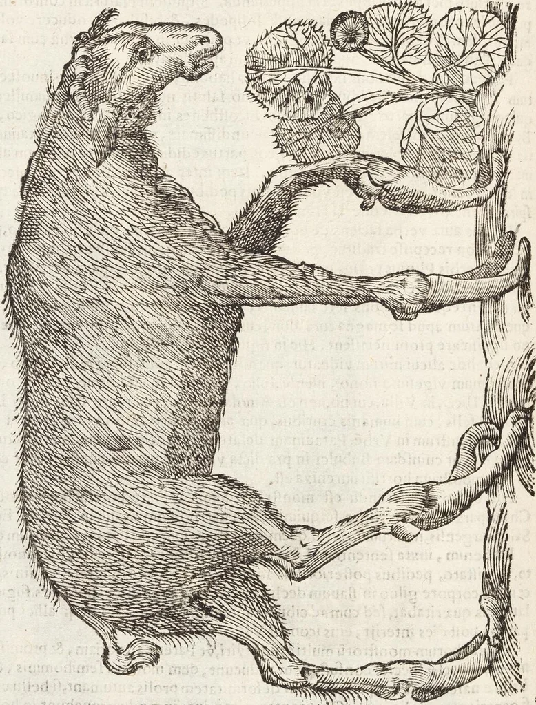 An illustration from Vlyssis Aldrovandi Patricii Bononiensis Monstrorvm Historia: cum Indice copiosissimo, 1642, leaf 592