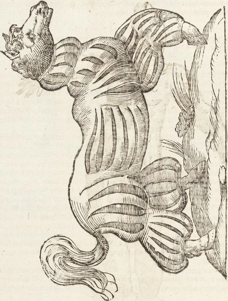 An illustration from Vlyssis Aldrovandi Patricii Bononiensis Monstrorvm Historia: cum Indice copiosissimo, 1642, leaf 608
