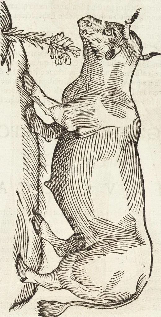 An illustration from Vlyssis Aldrovandi Patricii Bononiensis Monstrorvm Historia: cum Indice copiosissimo, 1642, leaf 623