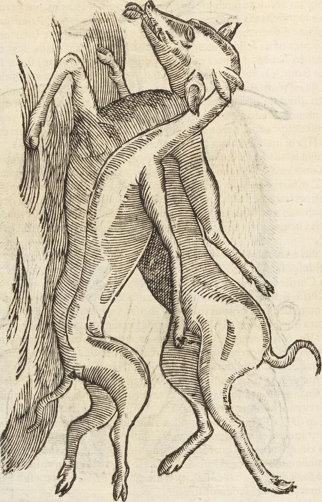 An illustration from Vlyssis Aldrovandi Patricii Bononiensis Monstrorvm Historia: cum Indice copiosissimo, 1642, leaf 636