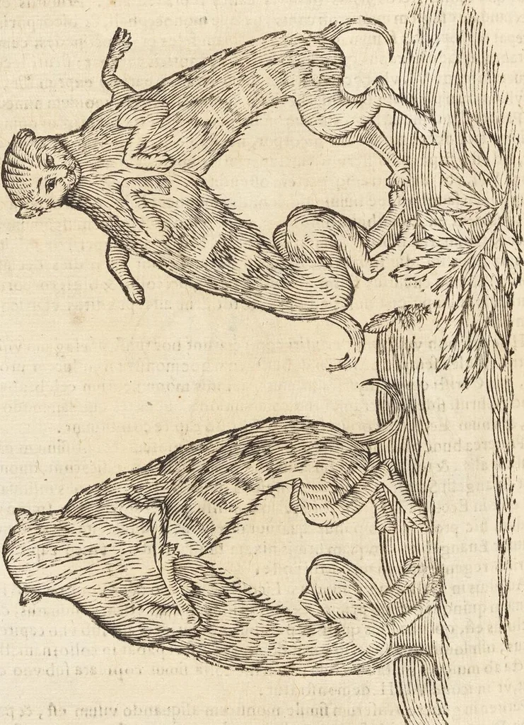 An illustration from Vlyssis Aldrovandi Patricii Bononiensis Monstrorvm Historia: cum Indice copiosissimo, 1642, leaf 638