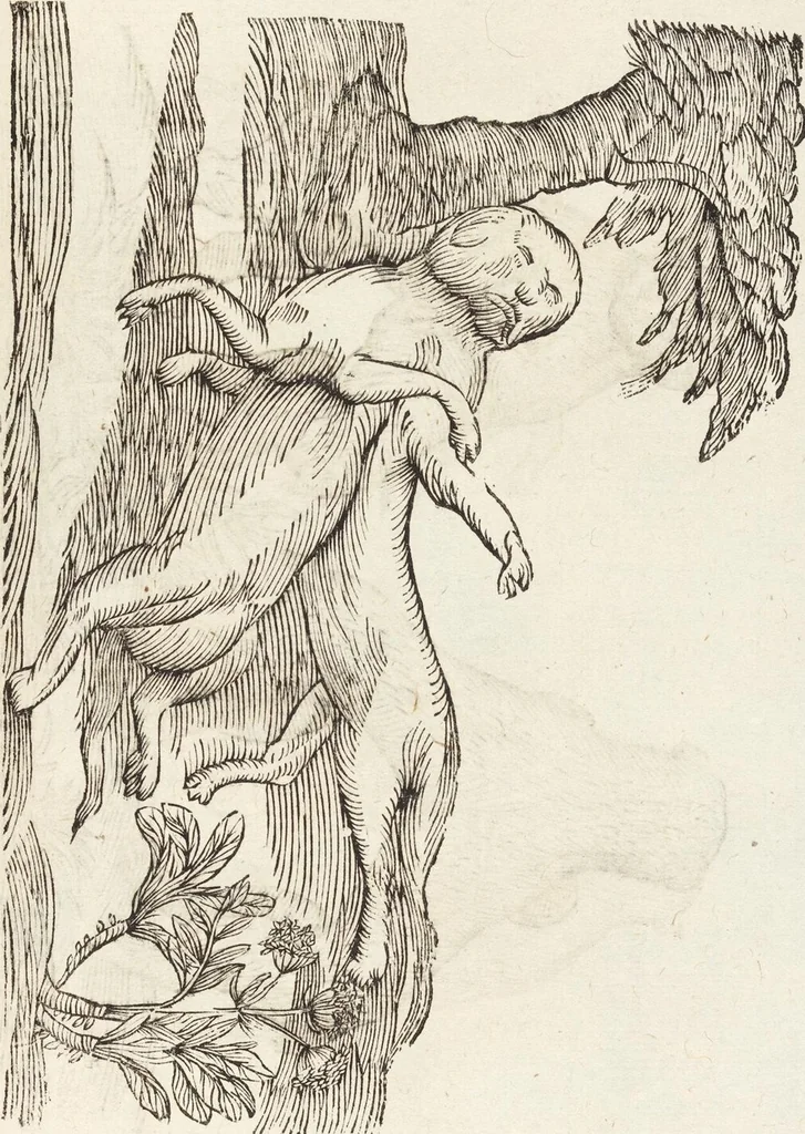 An illustration from Vlyssis Aldrovandi Patricii Bononiensis Monstrorvm Historia: cum Indice copiosissimo, 1642, leaf 639