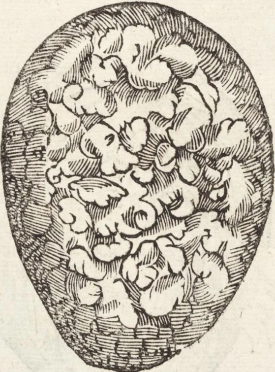 An illustration from Vlyssis Aldrovandi Patricii Bononiensis Monstrorvm Historia: cum Indice copiosissimo, 1642, leaf 64