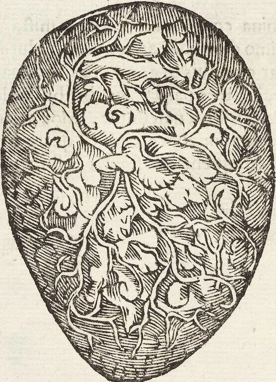 An illustration from Vlyssis Aldrovandi Patricii Bononiensis Monstrorvm Historia: cum Indice copiosissimo, 1642, leaf 64