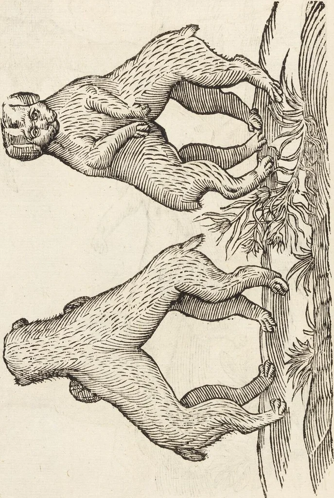An illustration from Vlyssis Aldrovandi Patricii Bononiensis Monstrorvm Historia: cum Indice copiosissimo, 1642, leaf 640