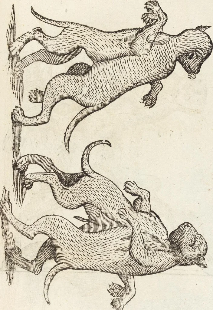 An illustration from Vlyssis Aldrovandi Patricii Bononiensis Monstrorvm Historia: cum Indice copiosissimo, 1642, leaf 641
