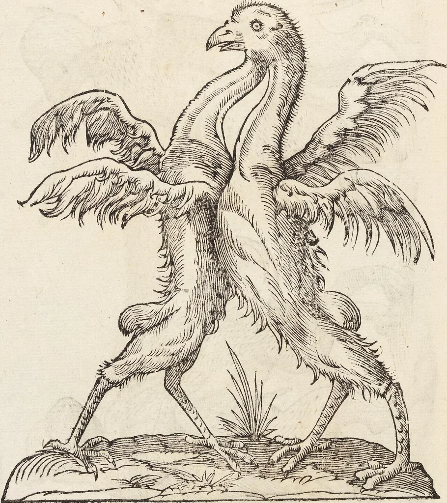 An illustration from Vlyssis Aldrovandi Patricii Bononiensis Monstrorvm Historia: cum Indice copiosissimo, 1642, leaf 642