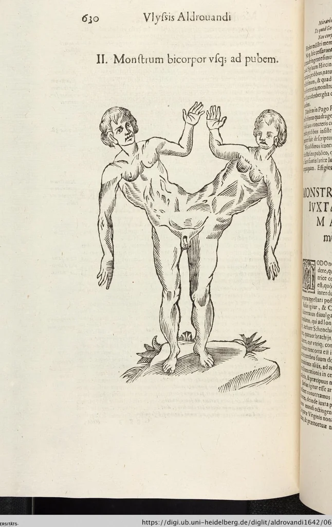 An illustration from Vlyssis Aldrovandi Patricii Bononiensis Monstrorvm Historia: cum Indice copiosissimo, 1642, leaf 648