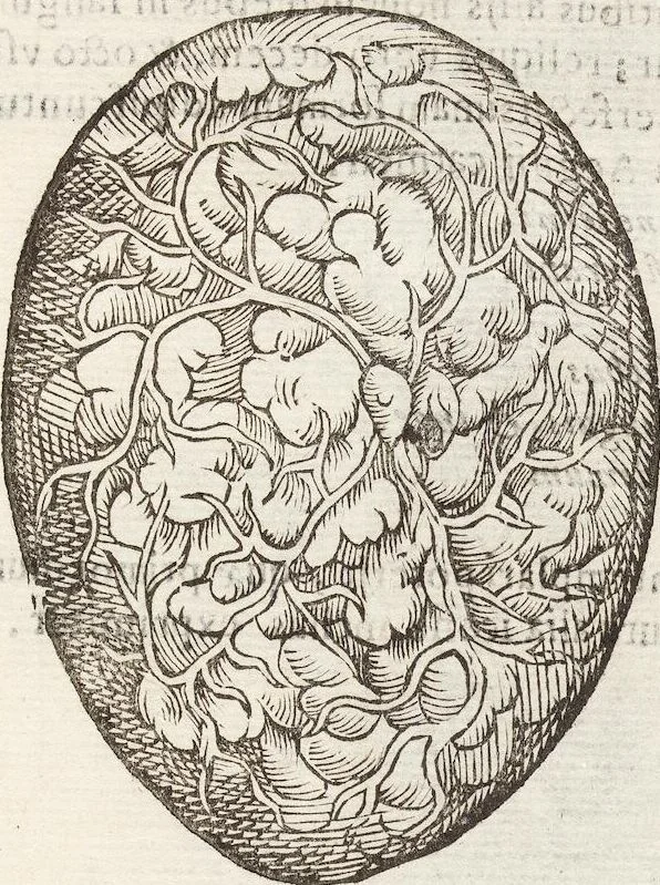 An illustration from Vlyssis Aldrovandi Patricii Bononiensis Monstrorvm Historia: cum Indice copiosissimo, 1642, leaf 65