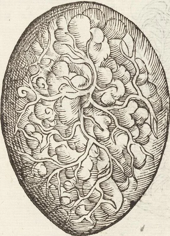 An illustration from Vlyssis Aldrovandi Patricii Bononiensis Monstrorvm Historia: cum Indice copiosissimo, 1642, leaf 65