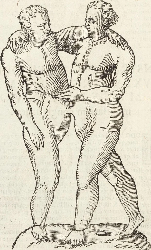An illustration from Vlyssis Aldrovandi Patricii Bononiensis Monstrorvm Historia: cum Indice copiosissimo, 1642, leaf 650