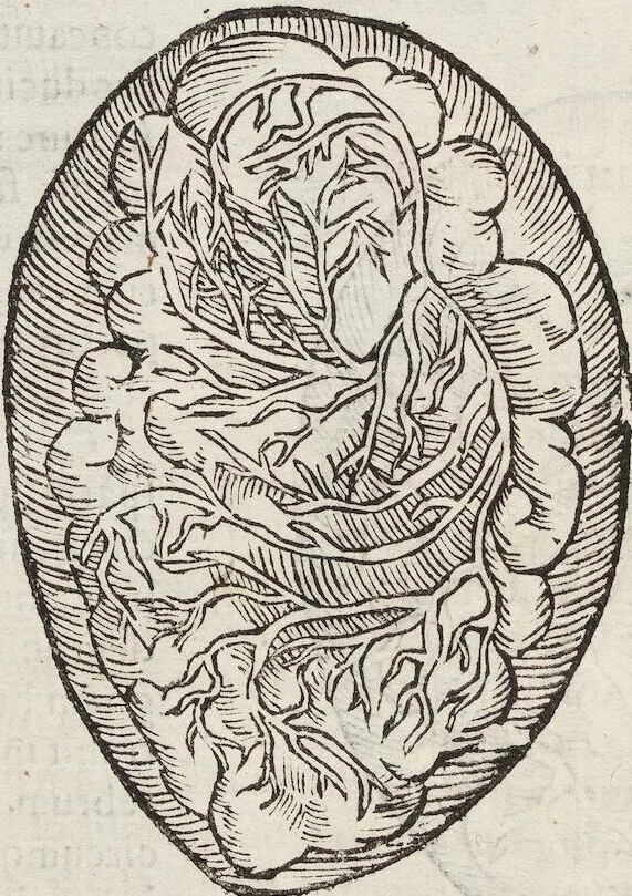 An illustration from Vlyssis Aldrovandi Patricii Bononiensis Monstrorvm Historia: cum Indice copiosissimo, 1642, leaf 66