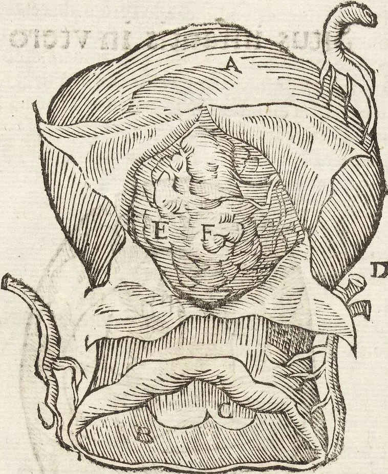 An illustration from Vlyssis Aldrovandi Patricii Bononiensis Monstrorvm Historia: cum Indice copiosissimo, 1642, leaf 67