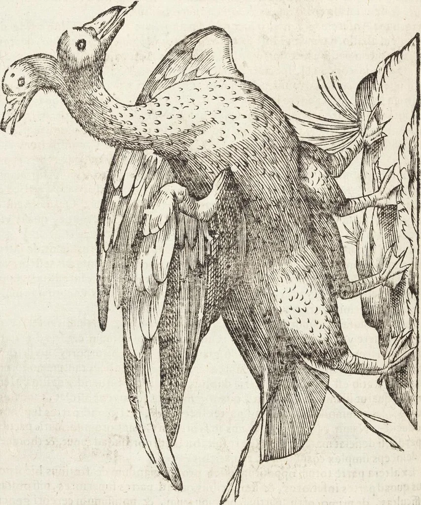An illustration from Vlyssis Aldrovandi Patricii Bononiensis Monstrorvm Historia: cum Indice copiosissimo, 1642, leaf 678