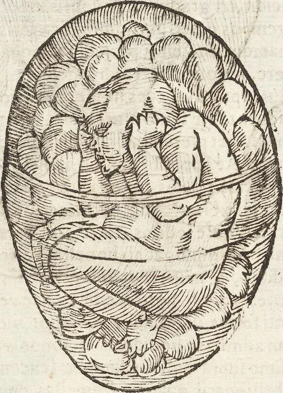 An illustration from Vlyssis Aldrovandi Patricii Bononiensis Monstrorvm Historia: cum Indice copiosissimo, 1642, leaf 68