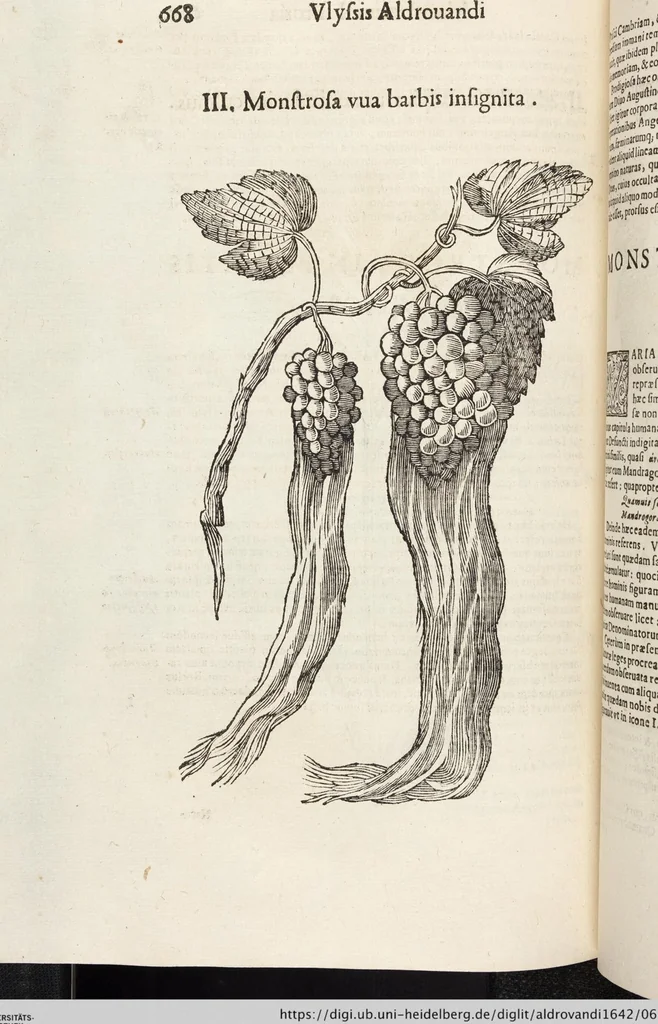 An illustration from Vlyssis Aldrovandi Patricii Bononiensis Monstrorvm Historia: cum Indice copiosissimo, 1642, leaf 686
