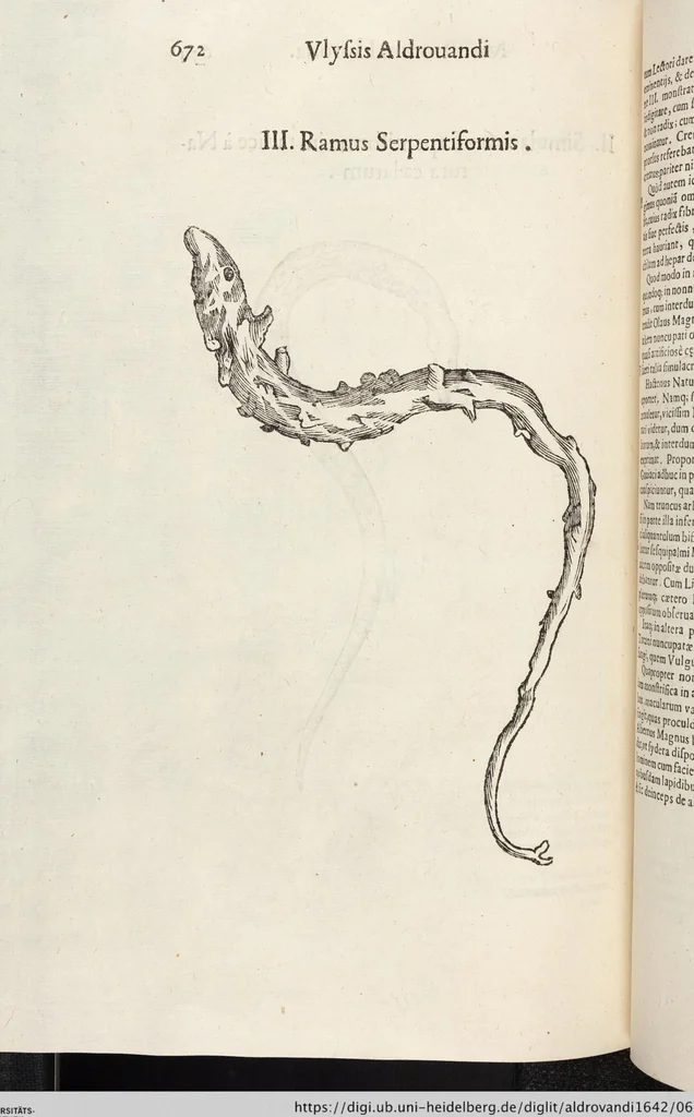 An illustration from Vlyssis Aldrovandi Patricii Bononiensis Monstrorvm Historia: cum Indice copiosissimo, 1642, leaf 690