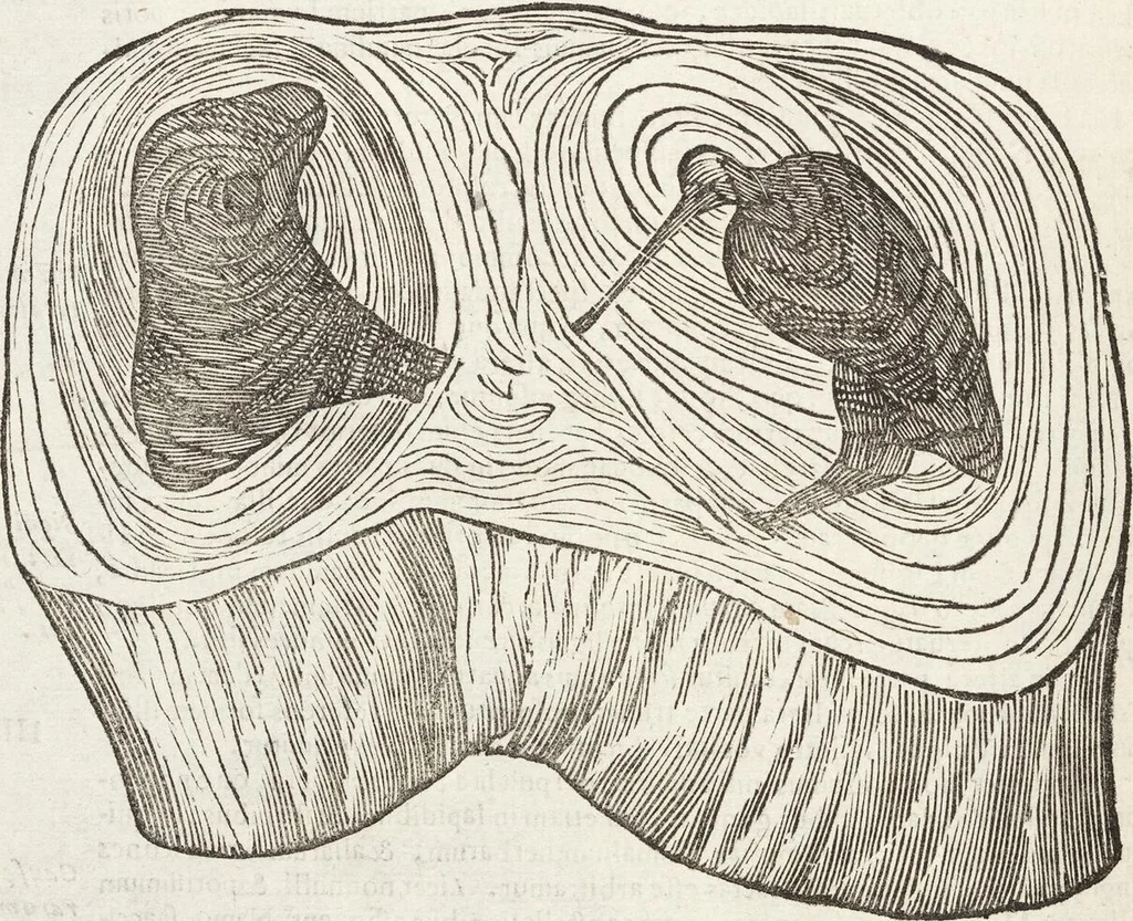 An illustration from Vlyssis Aldrovandi Patricii Bononiensis Monstrorvm Historia: cum Indice copiosissimo, 1642, leaf 692