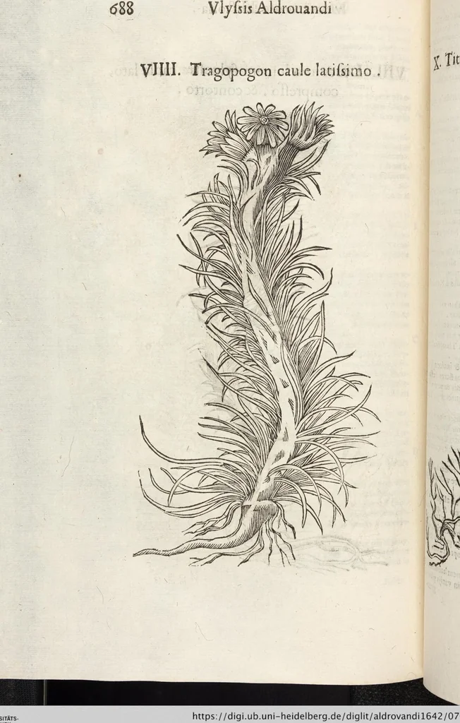 An illustration from Vlyssis Aldrovandi Patricii Bononiensis Monstrorvm Historia: cum Indice copiosissimo, 1642, leaf 706