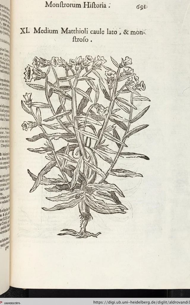 An illustration from Vlyssis Aldrovandi Patricii Bononiensis Monstrorvm Historia: cum Indice copiosissimo, 1642, leaf 709