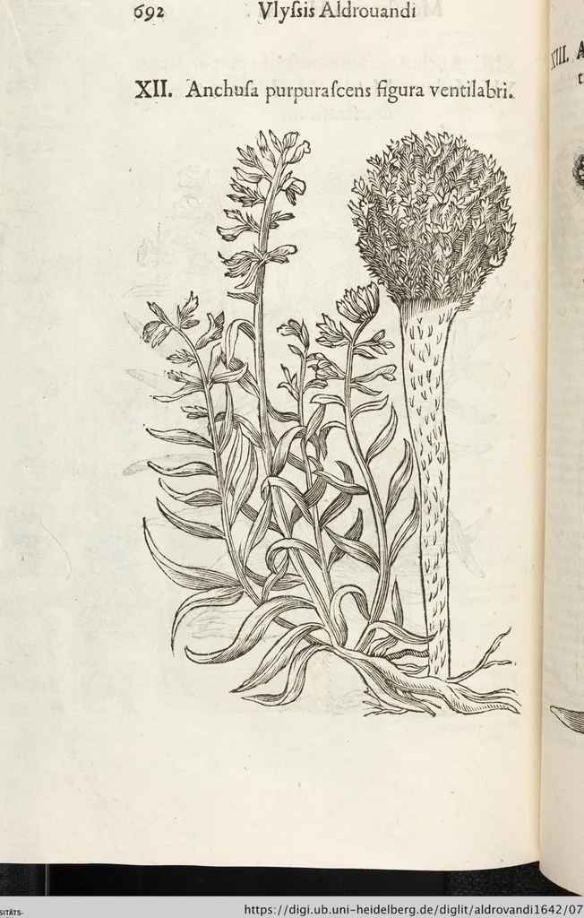 An illustration from Vlyssis Aldrovandi Patricii Bononiensis Monstrorvm Historia: cum Indice copiosissimo, 1642, leaf 710