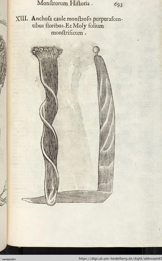 An illustration from Vlyssis Aldrovandi Patricii Bononiensis Monstrorvm Historia: cum Indice copiosissimo, 1642, leaf 711