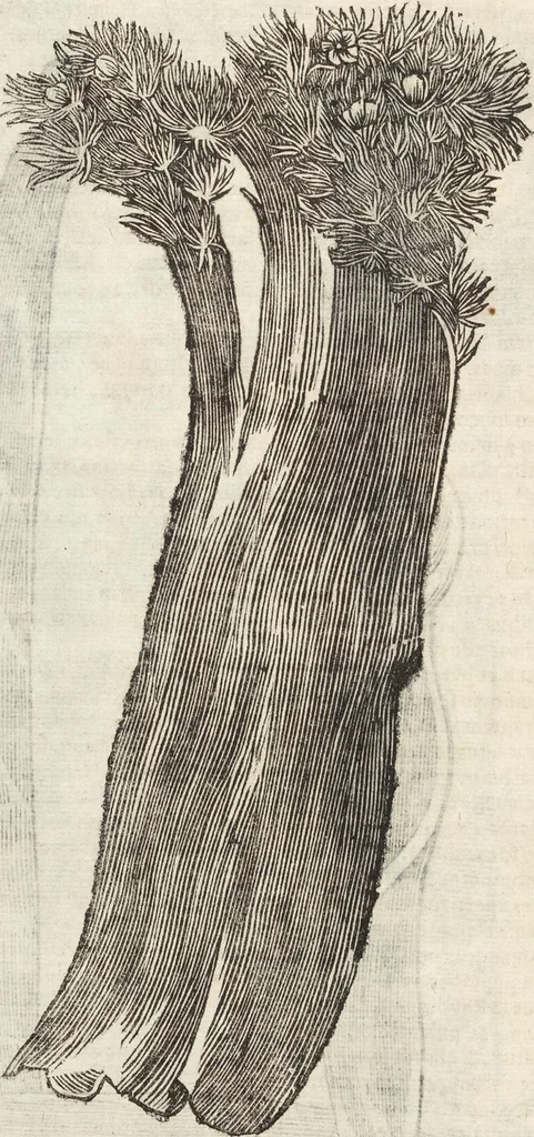 An illustration from Vlyssis Aldrovandi Patricii Bononiensis Monstrorvm Historia: cum Indice copiosissimo, 1642, leaf 712