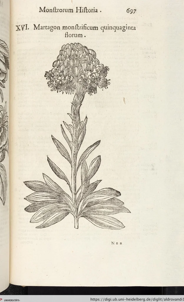 An illustration from Vlyssis Aldrovandi Patricii Bononiensis Monstrorvm Historia: cum Indice copiosissimo, 1642, leaf 715