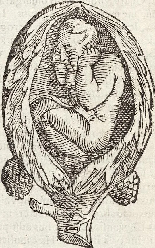 An illustration from Vlyssis Aldrovandi Patricii Bononiensis Monstrorvm Historia: cum Indice copiosissimo, 1642, leaf 72