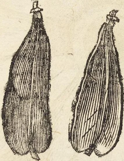 An illustration from Vlyssis Aldrovandi Patricii Bononiensis Monstrorvm Historia: cum Indice copiosissimo, 1642, leaf 723