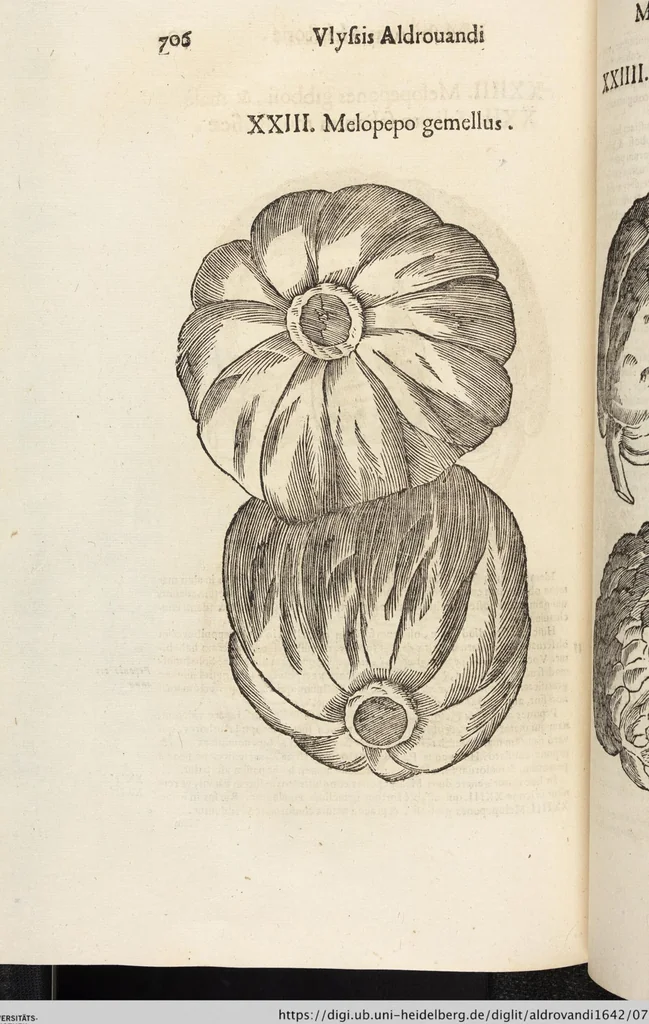 An illustration from Vlyssis Aldrovandi Patricii Bononiensis Monstrorvm Historia: cum Indice copiosissimo, 1642, leaf 724